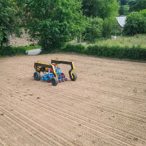 TOOGO en semis au milieu d'une parcelle préparée